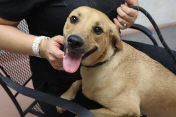 KELLY -  Mixed Breed Dog for Adoption in Columbia, South Carolina - KELLY | PetCurious