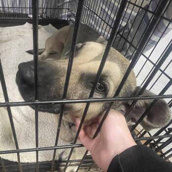 Rose -  Mixed Breed Dog for Adoption in Philadelphia, Pennsylvania - Rose | PetCurious
