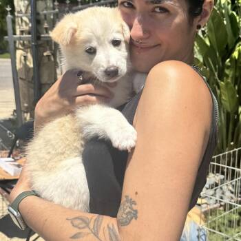 Popcorn -  American Eskimo Dog and Jindo Dog for Adoption in Los Angeles, California - Popcorn | PetCurious