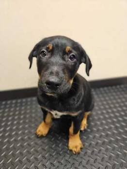 Regee -  Mixed Breed Dog for Adoption in Bellingham, Washington - Regee | PetCurious