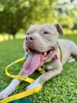 Rescue Mixed Breed Dogs for Adoption in Atlanta, Georgia - Mello Mushroom | PetCurious
