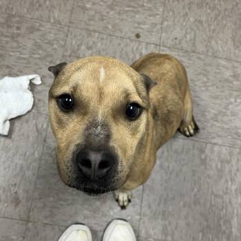 Pit Bull Terrier Dogs Available for Adoption in Birmingham, Alabama - Polly Pocket | PetCurious