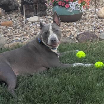 Rescue Bull Terrier and Mixed Breed Dogs for Adoption in Avon, Ohio - Moana | PetCurious