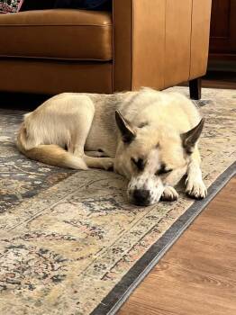 Husky Dogs Available for Adoption - Goldie | PetCurious