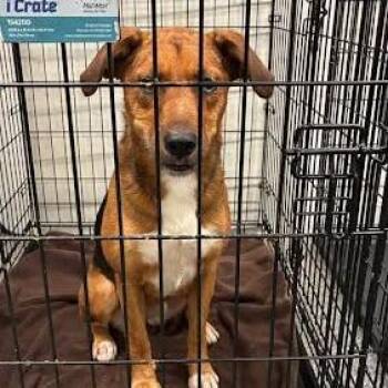 Hannie -  Mixed Breed Dog for Adoption in Jeffersonville, Indiana - Hannie | PetCurious