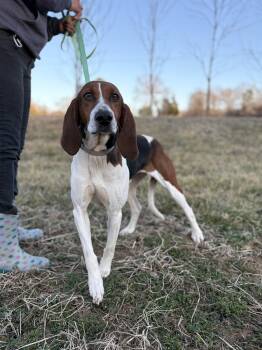 American Foxhound Dogs Available for Adoption - Gypsy | PetCurious