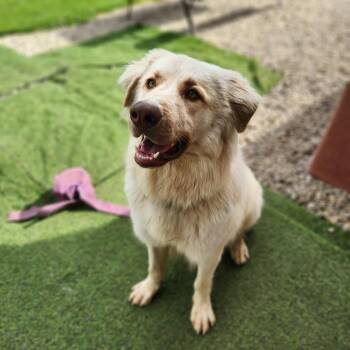 Rescue Great Pyrenees Dogs for Adoption in Waupun, Wisconsin - Jack | PetCurious