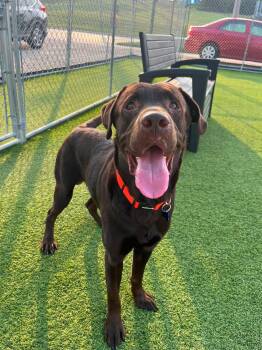 Chester -  Labrador Retriever and Mixed Breed Dog for Adoption in Cedar Rapids, Iowa - Chester | PetCurious