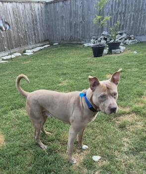 ROCKY -  Staffordshire Bull Terrier Dog for Adoption in Richmond, Texas - ROCKY | PetCurious