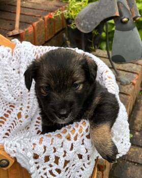 Roxy -  Terrier Dog for Adoption in West Palm Beach, Florida - Roxy | PetCurious