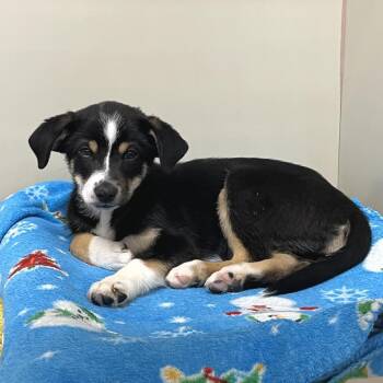 Australian Shepherd Dogs Available for Adoption - Catan | PetCurious