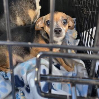 Rescue Chihuahua Dogs for Adoption in Oklahoma City, Oklahoma - Zita C-34494 | PetCurious