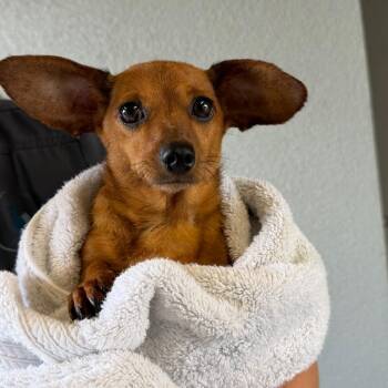 Peanut -  Chihuahua Dog for Adoption in Corpus Christi, Texas - Peanut | PetCurious