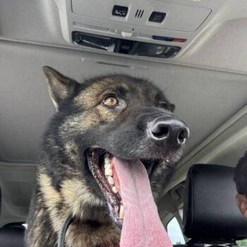 Rocky -  German Shepherd Dog Dog Available for Adoption in Christiansburg, Virginia - Rocky | PetCurious