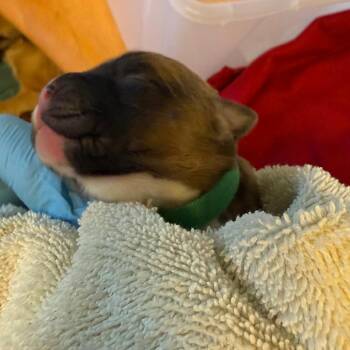 Shepherd and Labrador Retriever Dogs Available for Adoption in Austin, Texas - Sagittarius | PetCurious