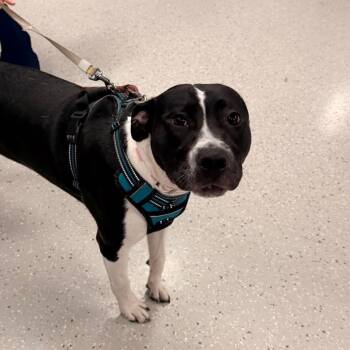 Pit Bull Terrier Dogs Available for Adoption in Indianapolis, Indiana - Nugget | PetCurious