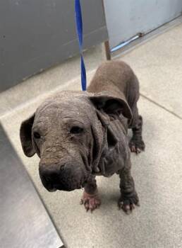 American Staffordshire Terrier Dogs Available for Adoption in Tallahassee, Florida - HIPPO | PetCurious