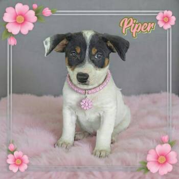 Piper -  Jack Russell Terrier and Rat Terrier Dog for Adoption in Grove, Oklahoma - Piper | PetCurious