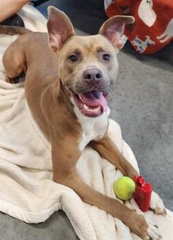 WICKS -  Pit Bull Terrier Dog for Adoption in Brunswick, Georgia - WICKS | PetCurious