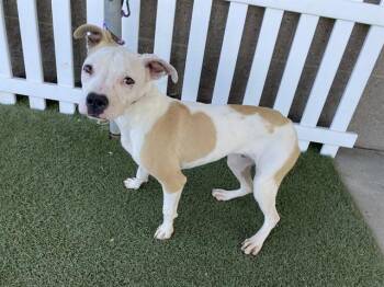 Pit Bull Terrier and Mixed Breed Dogs Available for Adoption in Modesto, California - DRAKO | PetCurious