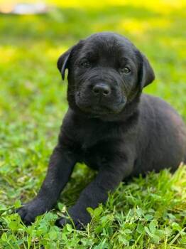 Reed -  Labrador Retriever and Mixed Breed Dog Available for Adoption in Warr Acres, Oklahoma - Reed | PetCurious
