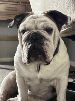 Rescue American Bulldog Dogs for Adoption in Lone Oak, Texas - Jersey | PetCurious