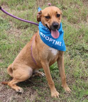 Rescue Labrador Retriever and Black Mouth Cur Dogs for Adoption in Bandera, Texas - Orion | PetCurious