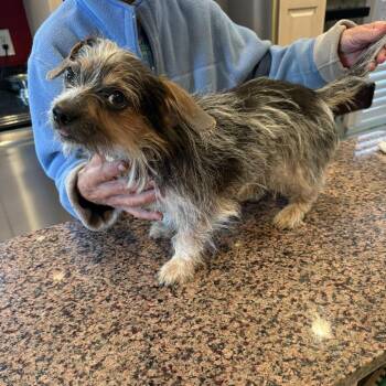 Yorkshire Terrier and Mixed Breed Dogs Available for Adoption - Dolly | PetCurious