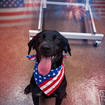 Chick -  Hound and Black Labrador Retriever Dog for Adoption in Hinesville, Georgia - Chick | PetCurious