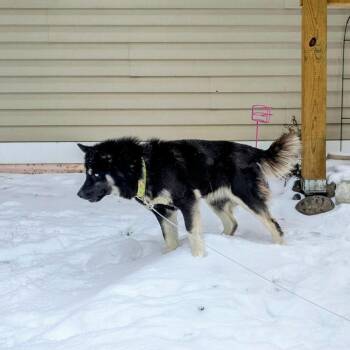 Husky Dogs Available for Adoption in Brainerd, Minnesota - Tequila | PetCurious