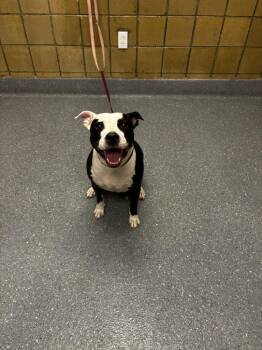 Axel -  Pit Bull Terrier and Mixed Breed Dog for Adoption in Greenfield, Indiana - Axel | PetCurious