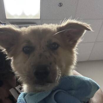 Nelly -  Shepherd and Mixed Breed Dog for Adoption in Yuma, Arizona - Nelly | PetCurious