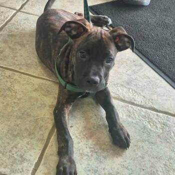 Rolo -  Mixed Breed Dog for Adoption in Madison, Wisconsin - Rolo | PetCurious