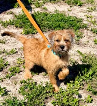 Wirehaired Terrier and Mixed Breed Dogs Available for Adoption in Cape Coral, Florida - Korra | PetCurious