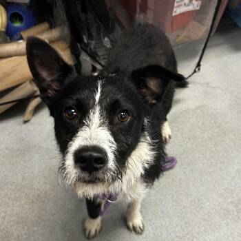 Kangaroo -  Mixed Breed and Australian Cattle Dog Blue Heeler Dog for Adoption in Spruce Pine, North Carolina - Kangaroo | PetCurious