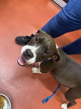 Rocko -  Mixed Breed Dog Available for Adoption in Douglasville, Georgia - Rocko | PetCurious