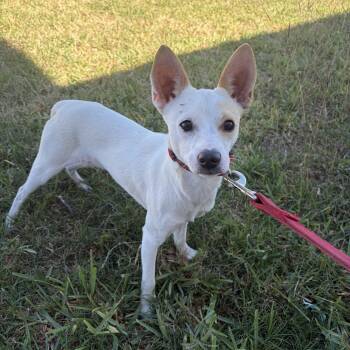 Chihuahua Dogs Available for Adoption - Yoyo | PetCurious