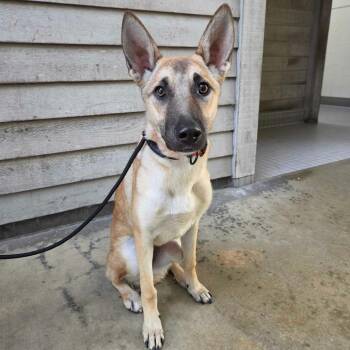 Goldie -  German Shepherd Dog and Mixed Breed Dog for Adoption in Pacifica, California - Goldie | PetCurious