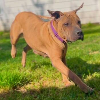 American Staffordshire Terrier and Mixed Breed Dogs Available for Adoption - Cherry | PetCurious