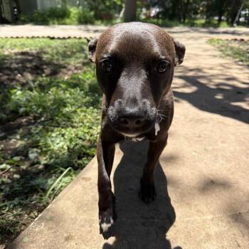 Terrier and Mixed Breed Dogs Available for Adoption in Boerne, Texas - Benny | PetCurious
