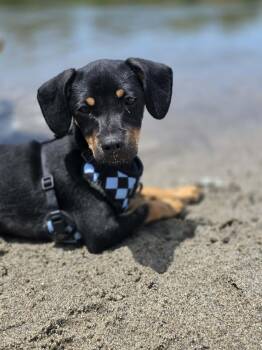 Robin -  Chiweenie Dog for Adoption in Penryn, California - Robin | PetCurious