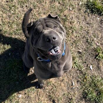 Steve -  Shar Pei Dog for Adoption in La Grande, Oregon - Steve | PetCurious