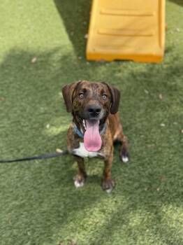 Rusty -  Terrier and Mixed Breed Dog Available for Adoption in North Miami Beach, Florida - Rusty | PetCurious