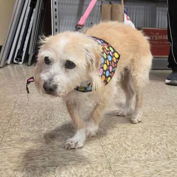 Terrier Dogs Available for Adoption in Las Vegas, Nevada - Charlie 53625 | PetCurious
