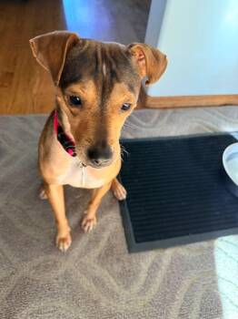 Mixed Breed Dogs Available for Adoption - Winnie | PetCurious