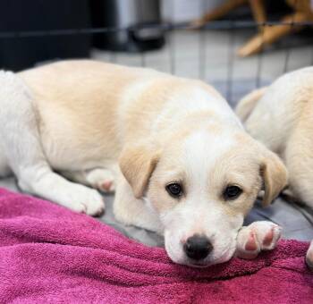 Great Pyrenees and Mixed Breed Dogs Available for Adoption in Ellijay, Georgia - Fern | PetCurious