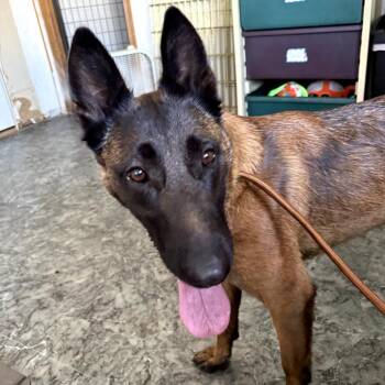 Zelda -  Belgian Shepherd Malinois Dog for Adoption in Moses Lake, Washington - Zelda | PetCurious