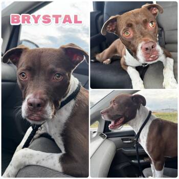 Rescue American Staffordshire Terrier Dogs for Adoption in Pierceton, Indiana - Brystal | PetCurious