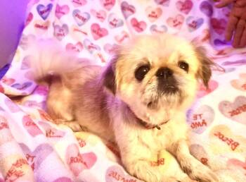 Buttercup -  Pekingese Dog for Adoption in Portland, Maine - Buttercup | PetCurious