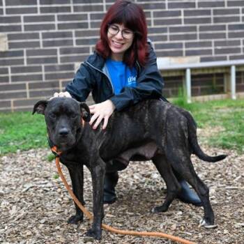 Mixed Breed Dogs Available for Adoption in Chamblee, Georgia - Keemah | PetCurious